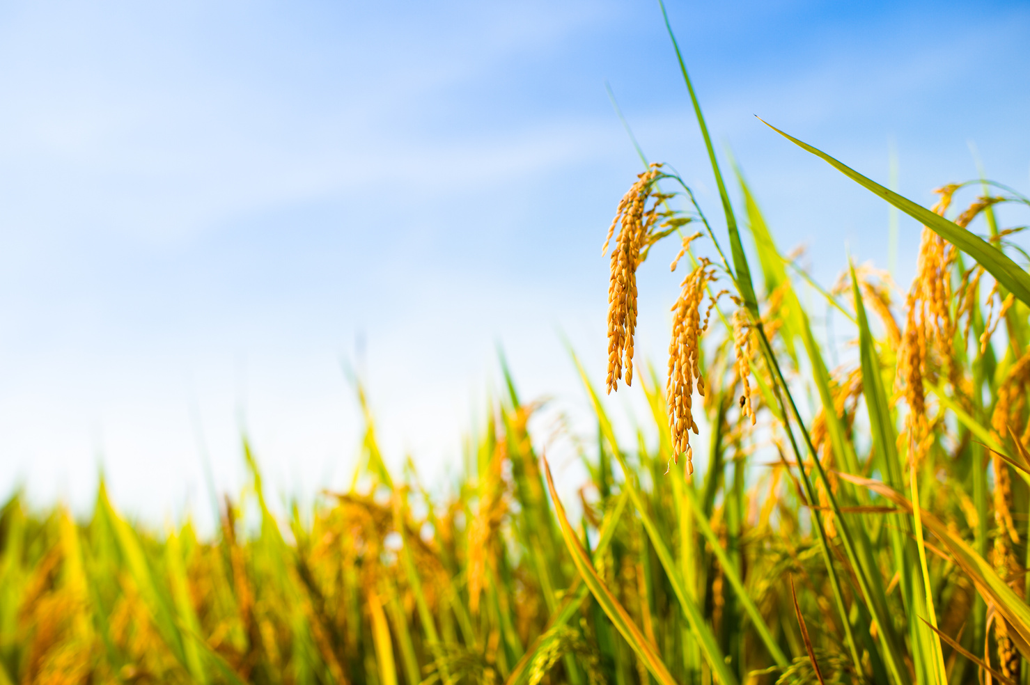 Rice Paddy Field